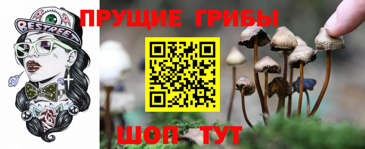 Псилоцибиновые грибы Psilocybine cubensis Сыктывкар